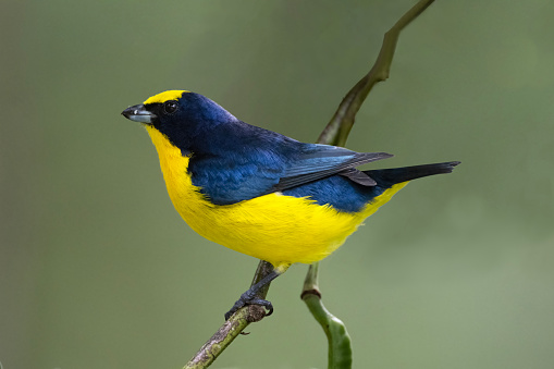 A male Thick-billed Euphonia (Euphonia laniirostris) in Panama.  This species has a large range from Costa Rica to central South America.  There are 24 members of this genus in the New World tropics. Euphonias were previously considered to be members of the tanager family (Thraupidae), but genetic studies have shown that they are actually finches (Fringillidae).