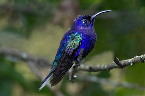 A male Violet Sabrewing (Campylopterus hemileucurus) in the mountains of western Panama.  Sabrewings are large hummingbirds named for the thickened and bent outermost two primary flight feathers, the purpose of which is unknown. This species is found from southern Mexico to western Panama.