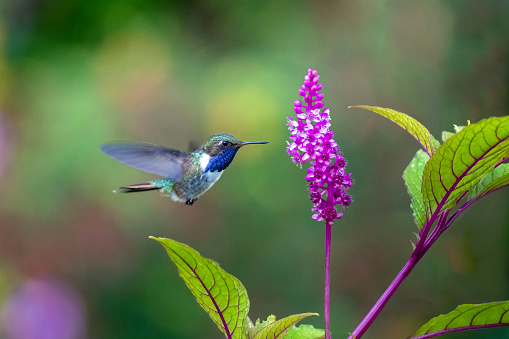 A male Volcano Hummingbird (Selasphorus flammula) in the mountains of western Panama feeding on a flower of Phytolacca rugosa, a member of the pokeweed family (Phytolaccaceae). Volcano Hummingbird is a relative of the familiar Mexican and North American Rufous Hummingbird.