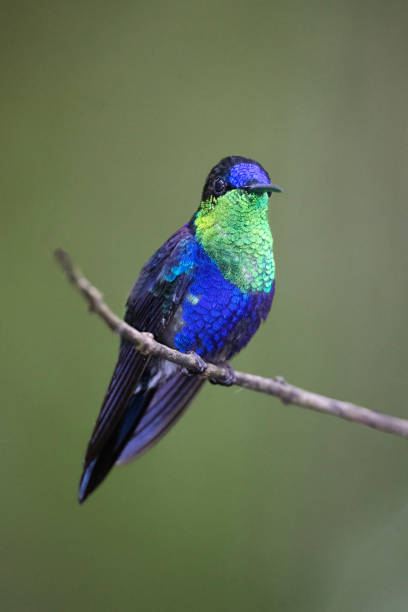 istock Male Violet-crowned Woodnymph 1447764192