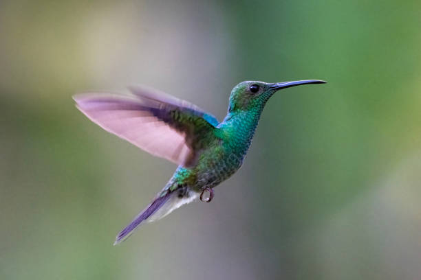 istock Male White-vented Plumeleteer Hovering 1447764803