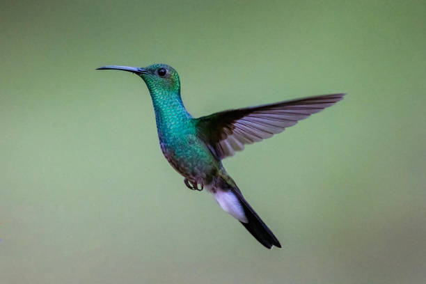 istock Male White-vented Plumeleteer Facing Right 1447764814