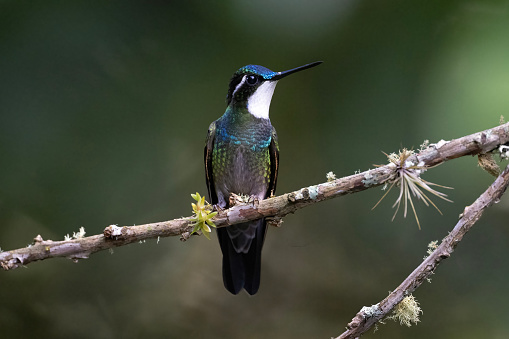 A male White-throated Mountaingem or White-throated Mountain-gem (Lampornis castaneoventris) in the mountains of western Panama.  This bird is endemic to western Panama.