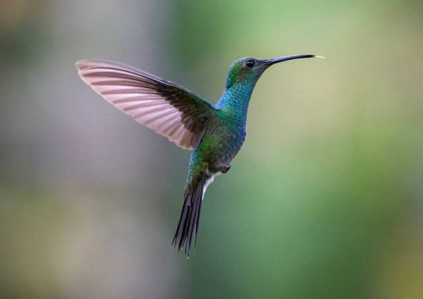 A male White-vented Plumeleteer (Chalybura buffonii) in Panama.  This species ranges from Panama to northwestern South America.