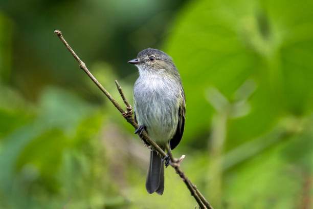 istock Mouse-colored Tyrannulet Facing Right 1447764859