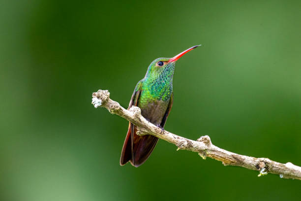 istock Rufous-tailed Hummingbird on a Stick 1447764947
