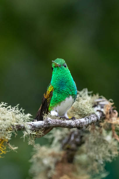 istock Snowy-bellied Hummingbird on a Perch 1447764965