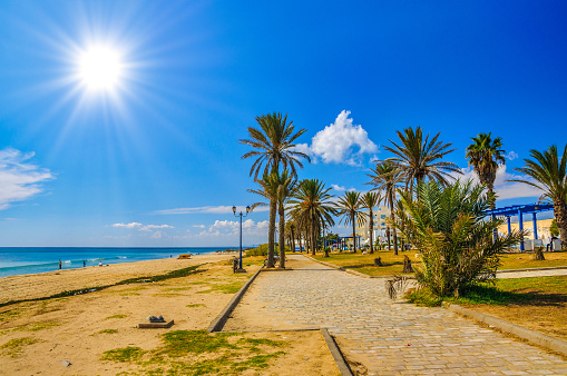 Date palms on the sunny beach in Hammamet Tunisia.