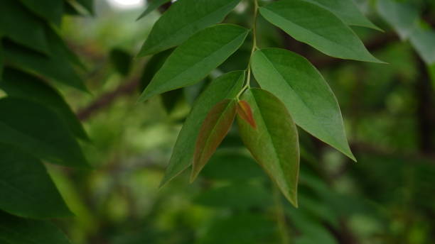 istock cermai fruit leaves have red pistil tips 1447765167