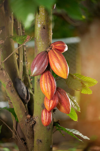 istock Cacao pods in farm garden 1447765411