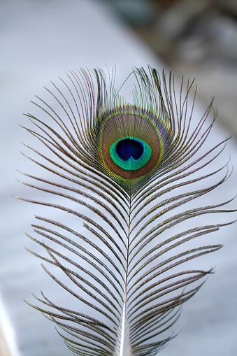 Feather of Peacock animal