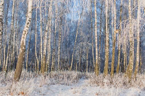 Birch tree at sunny day. Winter forest. Snow on branches of trees. Nature background. Cold weather. Climate.