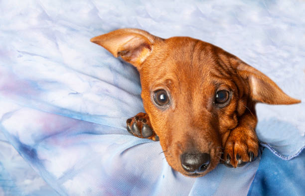 istock Puppy's muzzle on a blue background Close-up. The dog has a black nose and eyes 1447766988