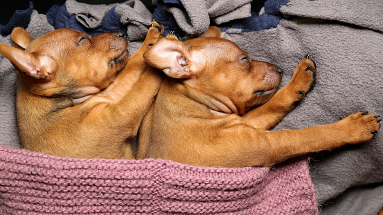 Two brown puppies are sleeping on a litter covered with a warm knitted blanket. Small, purebred dogs are resting. Taking care of pets Mini pinscher.