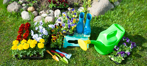 Stylish concept of gardening, planting planning, floriculture. Bright yellow and red flowers, rubber boots and watering can