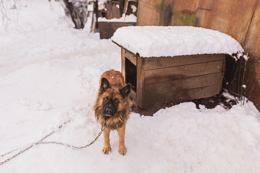 Dog on chain near booth on snow. Animal outdoors in winter. Cold weather. Climate. Pet on farm