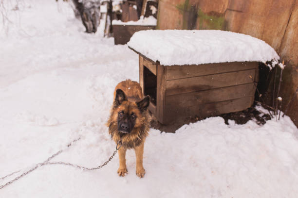 собака на цепи возле будки на снегу. животные на открытом воздухе зимой. холодная погода. климат. домашнее животное на ферме - snow bound стоковые фото и изображения