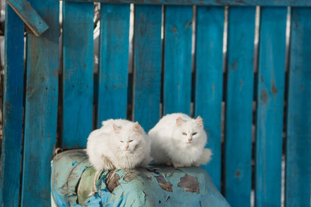 Two white cats sitting on pipe. Wild animals outdoors in winter. Cold weather. Climate