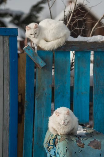 Two white cats sitting on pipe. Wild animals outdoors in winter. Cold weather. Climate