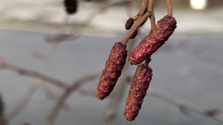 Cut leaved alder - Young male catkins