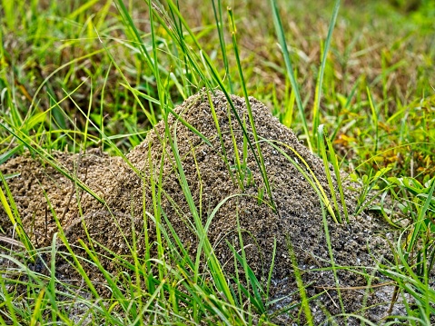 An active fire ant mound in Florida. The mounds can range from a few inches to over a foot tall and are often constructed within grasses for added structure.