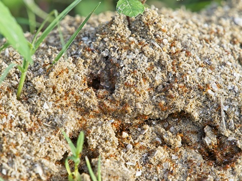 A disturbed fire ant mound revealing the tunnels and chambers with ants racing around the mound. The red imported fire ant (Atta geminata)  is an aggressive species native to central and south America. This active mound is in Florida and often pushes out native ant species.
