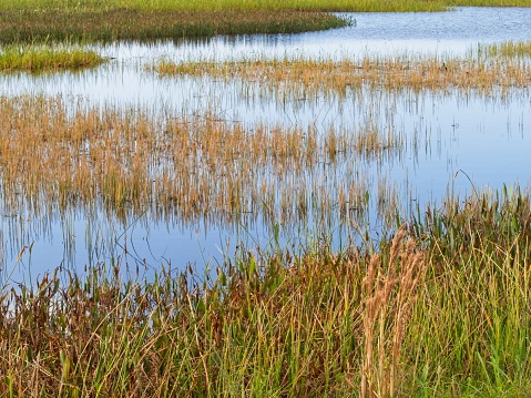 Lake water and wetland grasses in the late fall season in Florida. Varied grass colors late in the growing season with blue tranquil waters.