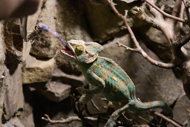 istock Chameleon is fed with tweezers 1447781617