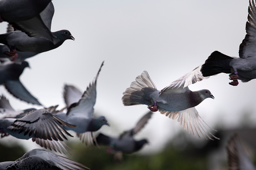 motion moving  of homing pigeon taking off from ground to flying