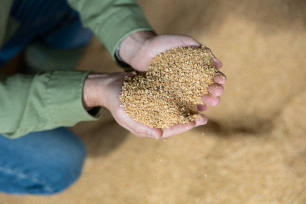 istock Soybean husk animal feed in farmers hands 1447783280