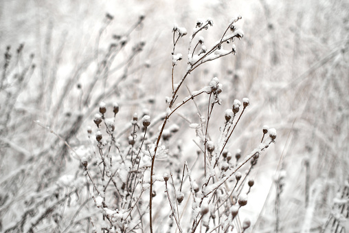 Dry winter grass covered by snow, limited focus