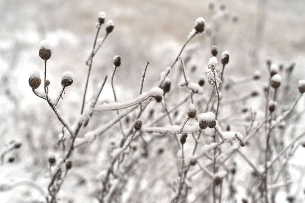 Dry winter grass covered by snow, limited focus