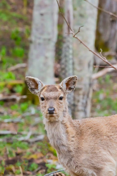 istock hokkaido sika deer in forest 1447784740