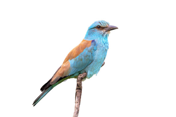 istock European roller on branch white background 1447785399