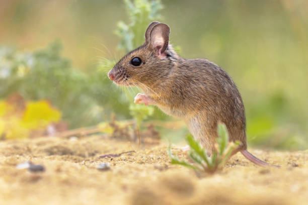 istock Wood Mouse in Natural Environment with Plants 1447785456