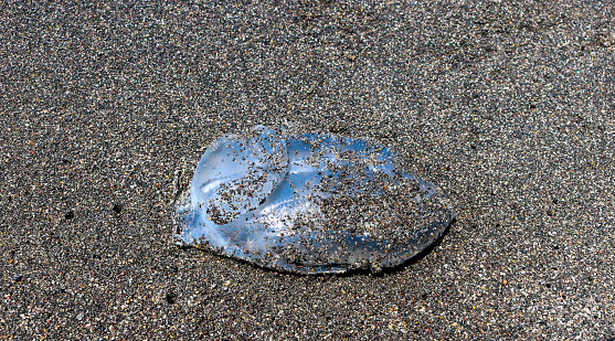 White jellyfish washed up on the beach during the day