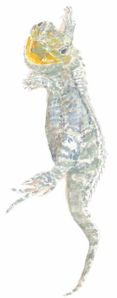 Painting of Australian native lizard, bearded dragon The other name, Pogona was hand-painted with watercolour on the paper. bearded dragon cartoon stock illustrations