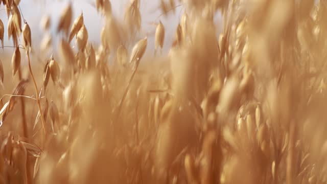 Close-up of ripe golden ears rye, oat or wheat swaying in the light wind on sky background in field. The concept of agriculture. The wheat field is ready for harvesting. The world food crisis