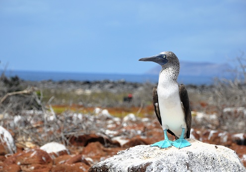 Galapagos  frigate bird　blue bird island