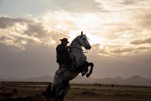Cowboy on rearing horse, dogs and wild horses. Horses - Yilki Atlari live in Hurmetci Village, between Cappadocia and Kayseri, in Central Anatolian region of Turkey.