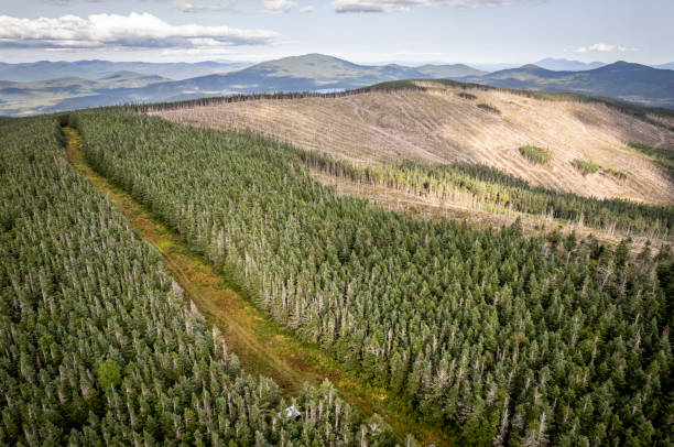 istock Logging clearcut in woods along Maine and Quebec border 1447789349