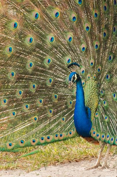 istock Beautiful spread of a peacock with feathers 1447789364