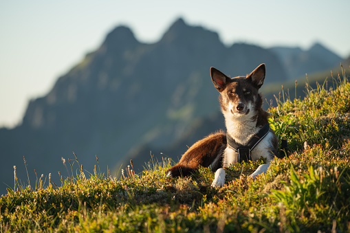 Young husky dog sitting in mountain landscape, Lofoten Islands, Norway in Moskenes, Nordland, Norway