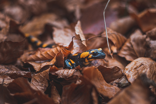 Close-up of the rare Fire salamander peeking out from behind the colourful autumn leaves. Fire salamander in its natural habitat. Beskydy mountains, Czech Republic.