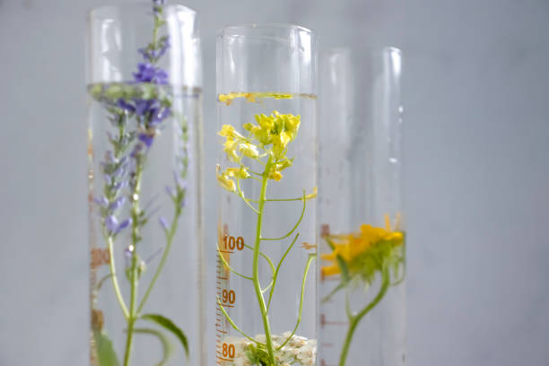 istock Laboratory flask, flower on a light background 1447790160