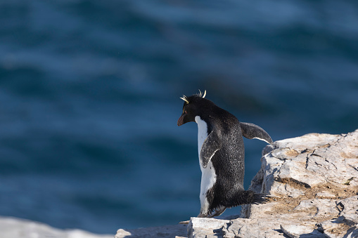 A Southern Rockhopper Penguin, Eudyptes chrysocome chrysocome, jumping on a rock on Sea Lion Island, Falklands, against defocuused waves from the South Atlantic Ocean,  with plenty of copy space.