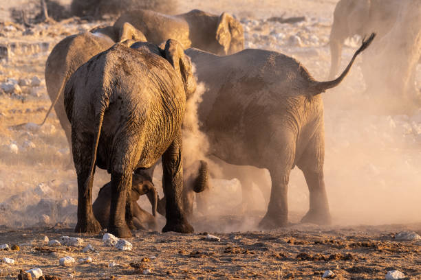 istock Elephants near a water hole 1447792750