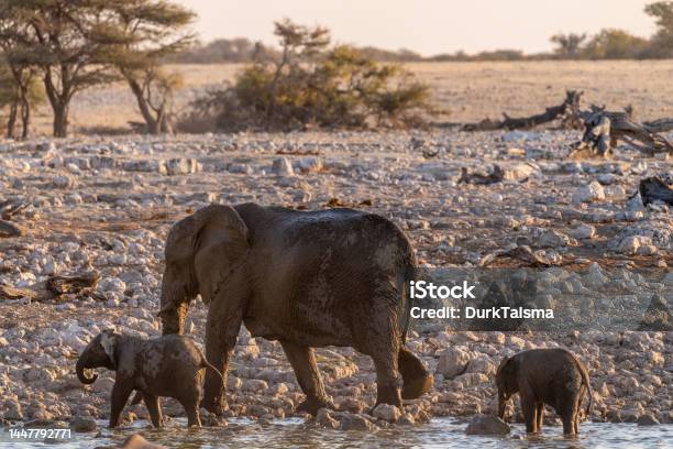 Elephants Near A Water Hole Stock Photo - Download Image Now - Africa, African Elephant, Animal