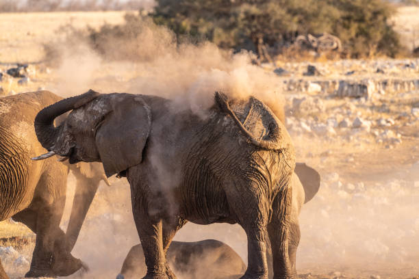 istock Elephants near a water hole 1447792772