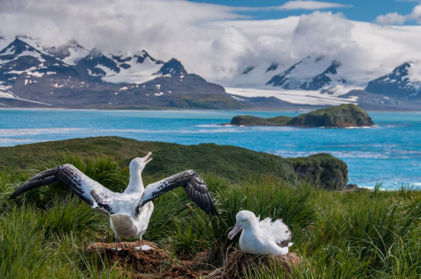 istock Wandering Albatross Couple 1447792819